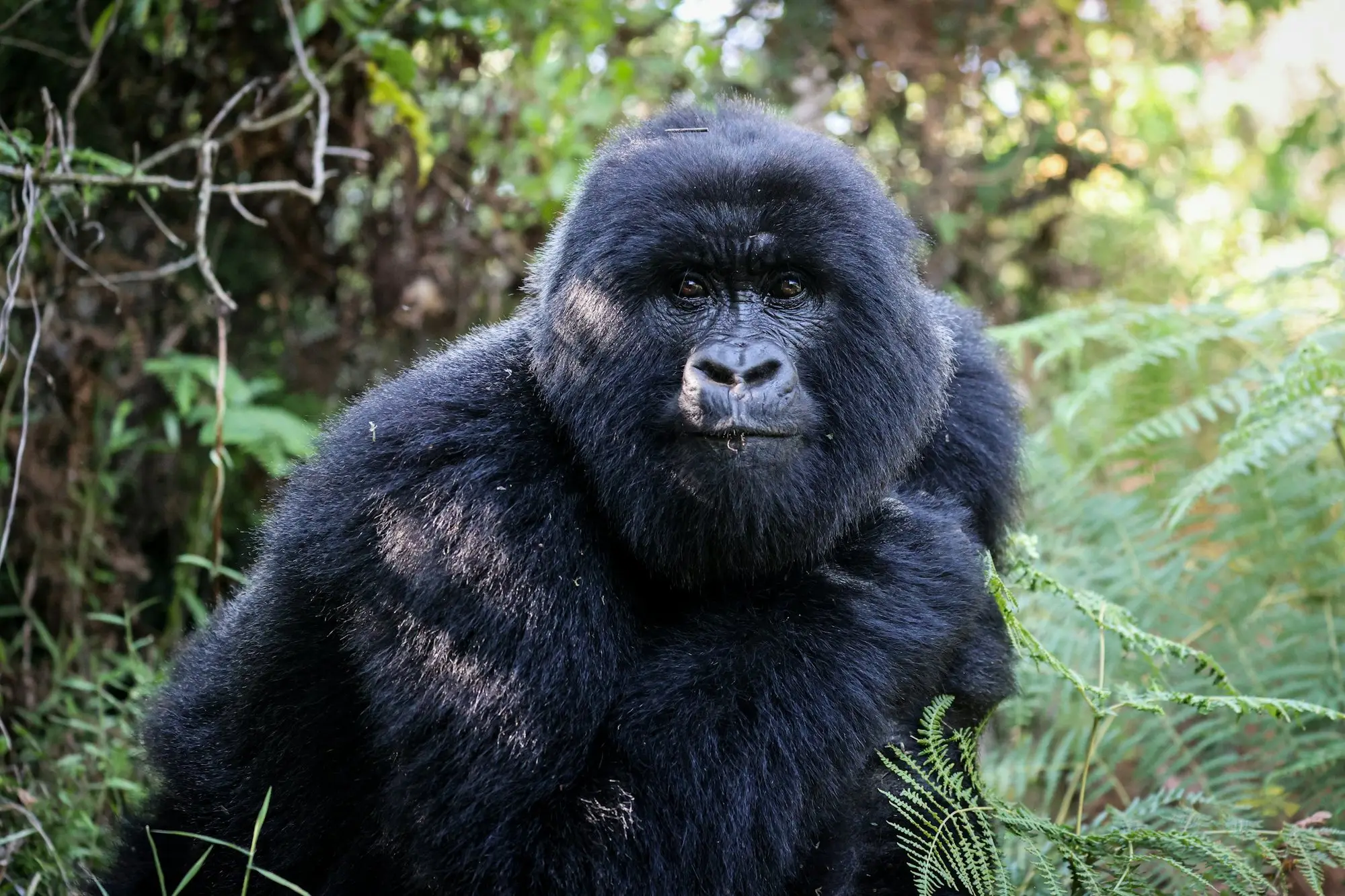 Rwanda